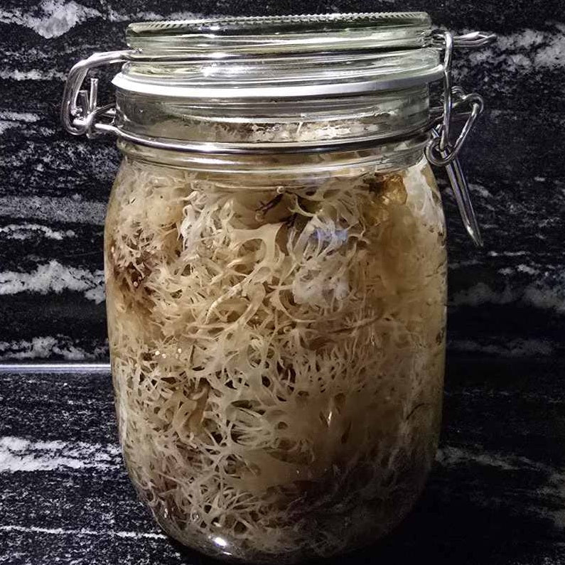 Irish moss (Iers moss) - Organic