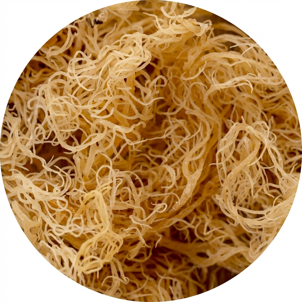 Irish moss (Iers moss) - Organic